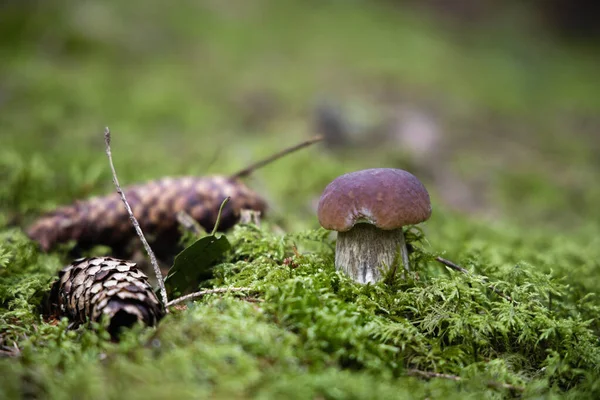 Penny Bollo Seta Crece Bosque Musgo Verde Boletus Edulis Cep —  Fotos de Stock