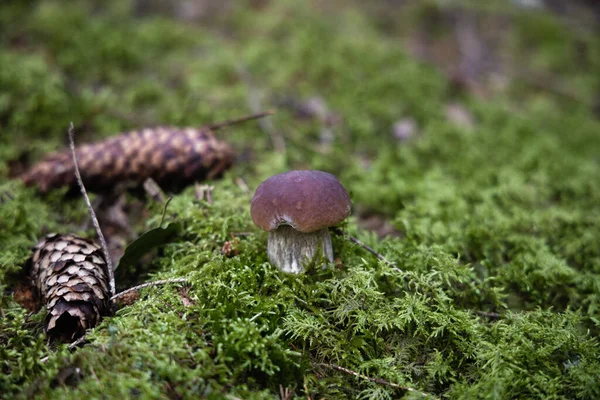 Penny Bollo Seta Crece Bosque Musgo Verde Boletus Edulis Cep —  Fotos de Stock