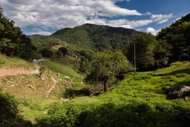 Otlayan ineklerle yeşil dağ manzarası, Katalonya, Pireneler, İspanya