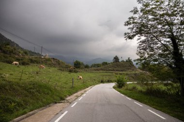 Dağlarda asfalt yol, dik dik bakan inekler, kırsal, Vidra, Katalonya, İspanya