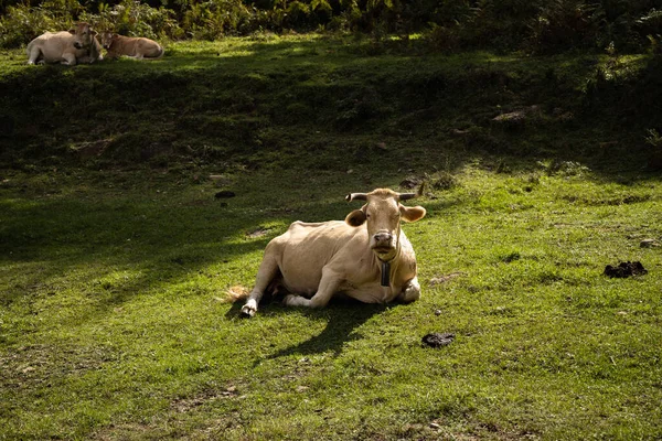 白牛躺在西班牙加泰罗尼亚 比利牛斯的青草上 — 图库照片