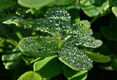 The dew on the green plant clover, drops on the plant, St. Patrick day clipart