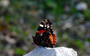 kayanın üzerinde oturan kırmızı kelebek Amiral