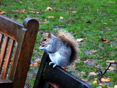 Sincap bankta oturan ve somun Londra Park'ta yemek