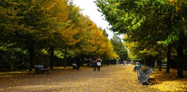sonbahar park banklar ve sarı ağaçları ile