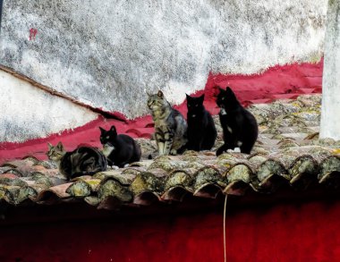 Five cats sit on the red tile roof in Spain clipart
