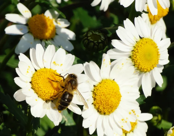 Μέλισσα πάνω το χαμομήλι — Φωτογραφία Αρχείου