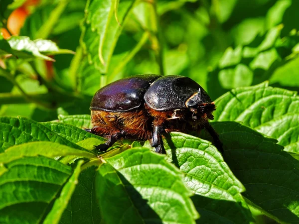 Velké scarab brouk sedět na zelených listech — Stock fotografie