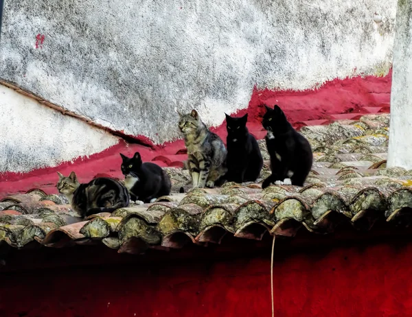 beş kedi İspanya kırmızı kiremit çatı oturmak