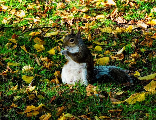Squirrel in the autumn London park eating nut Stock Picture