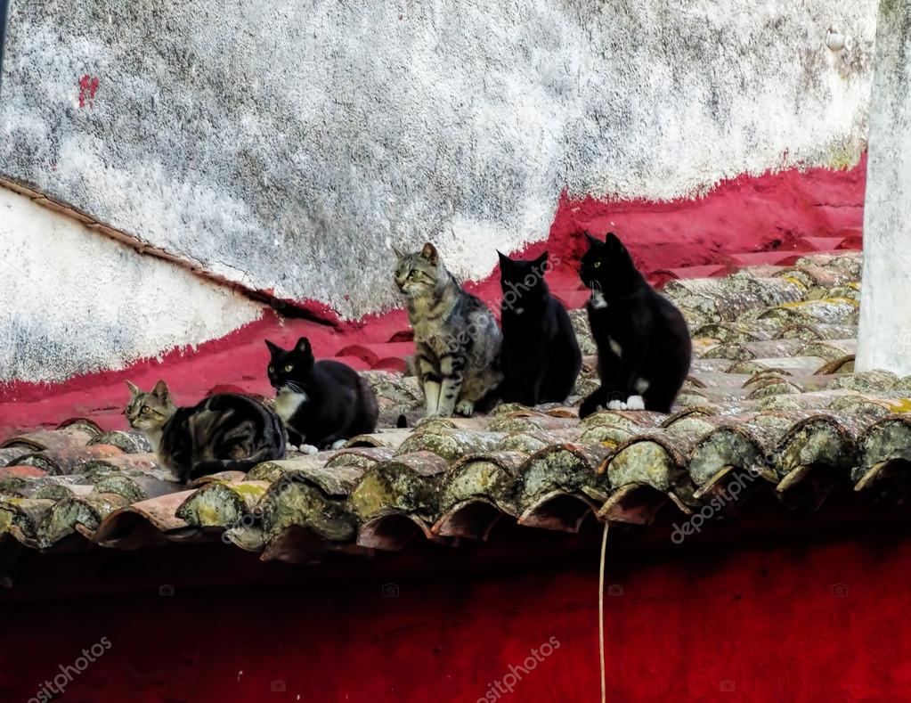 Five Cats Sit On The Red Tile Roof In Spain Stock Photo Image By C Ollyplu