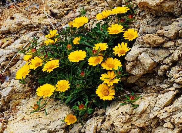 Flores amarillas crecen en las rocas, España — Foto de Stock