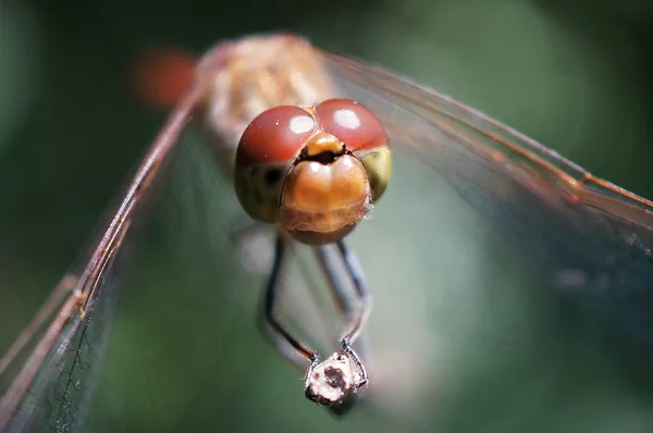 Dragonfly Eyes — Stock Photo, Image