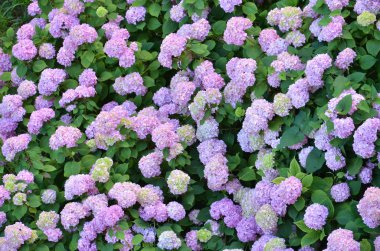 Pembe ve mavi hidangea çiçekler