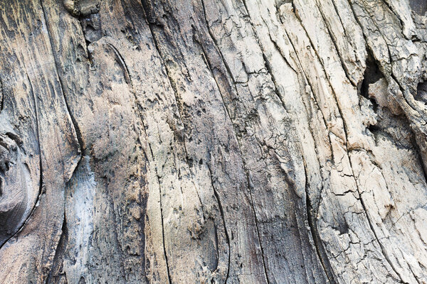 Old tree trunk detail texture as background.