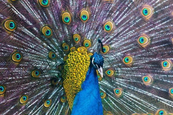 Blauwe prachtige Pauw — Stockfoto