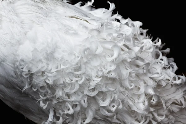 Bílý kadeřavé peří textury na pozadí — Stock fotografie