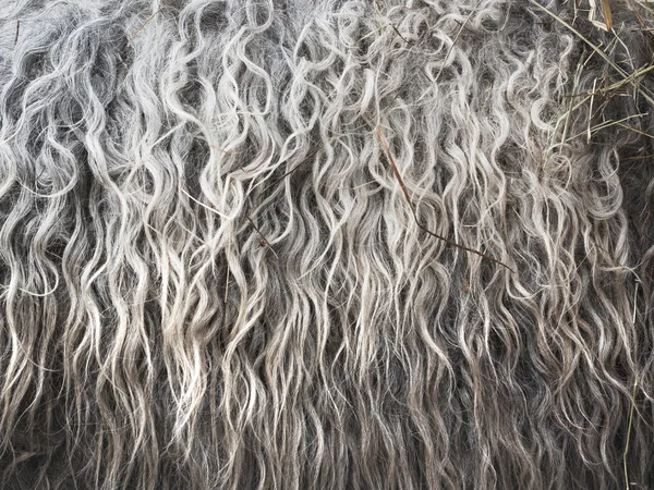 Closeup pozadí ovčí kůže — Stock fotografie
