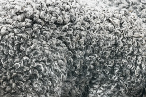Closeup pozadí ovčí kůže — Stock fotografie