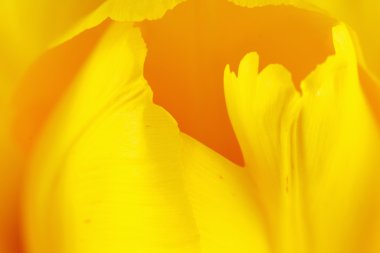 güzel Lale yakın çekim