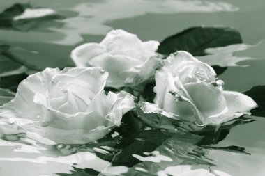 Damla ve yansıma su ile güzel taze gül