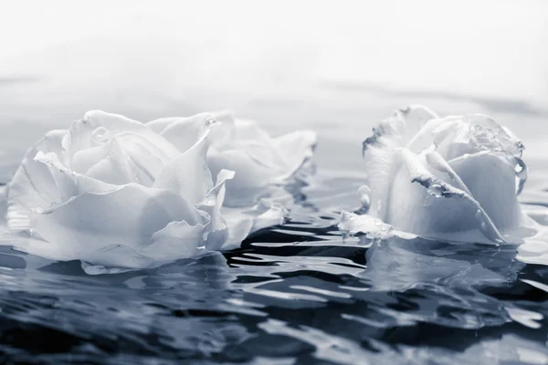 Gyönyörű friss Rózsa csepp és tükörképét a vízben — Stock Fotó