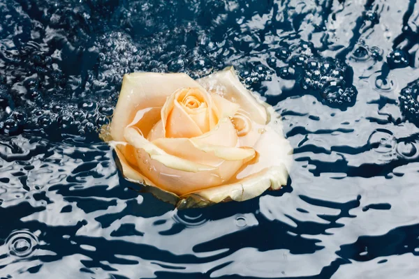 Beautiful fresh roses with reflection, floating in blue water