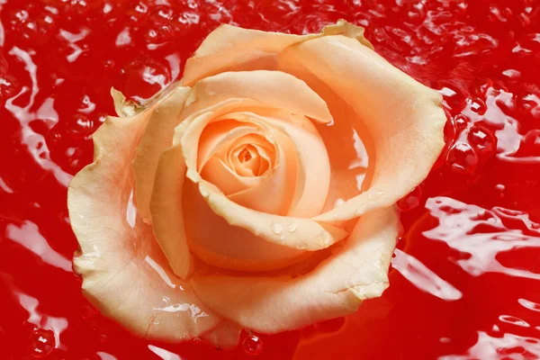 Beautiful fresh rose with drops and reflection in the water — Stock Photo, Image