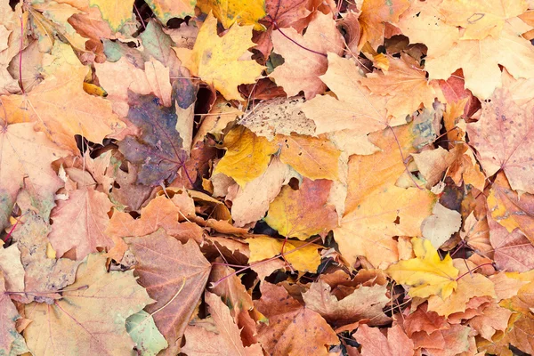 Fond de vieux feuillage jaune automne rouge — Photo