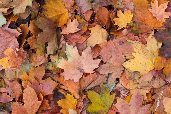 Pozadí staré červené podzimní žluté listí — Stock fotografie