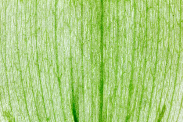 Organic planta folha fundo macro . — Fotografia de Stock