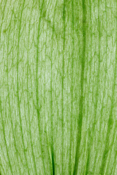 Organische Pflanze Blatt Hintergrund Makro. — Stockfoto