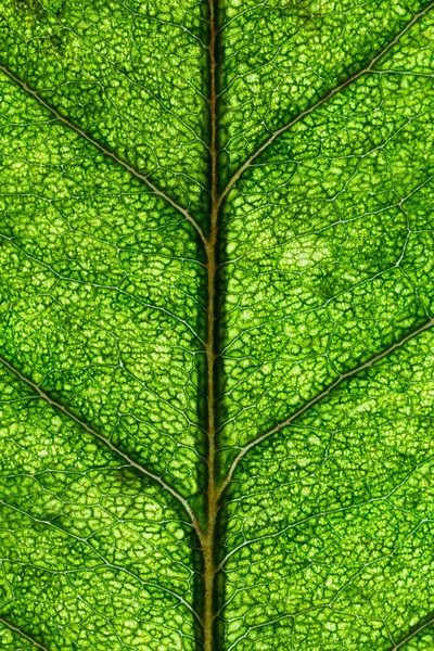 Органічний рослинний фон макрос . — стокове фото