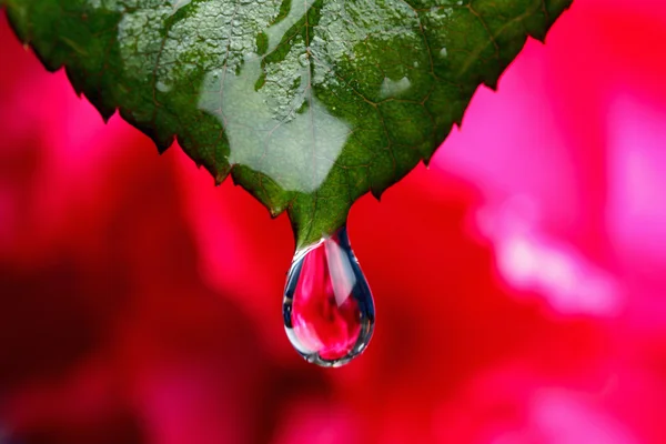 Foglia verde con gocce macro — Foto Stock