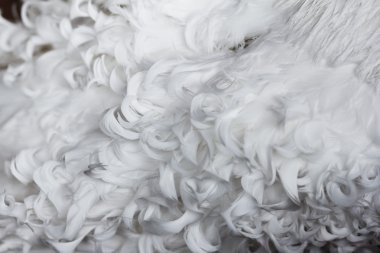 White curly feathers texture for background clipart