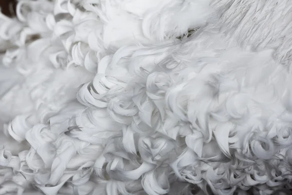Textura de plumas rizadas blancas para fondo — Foto de Stock