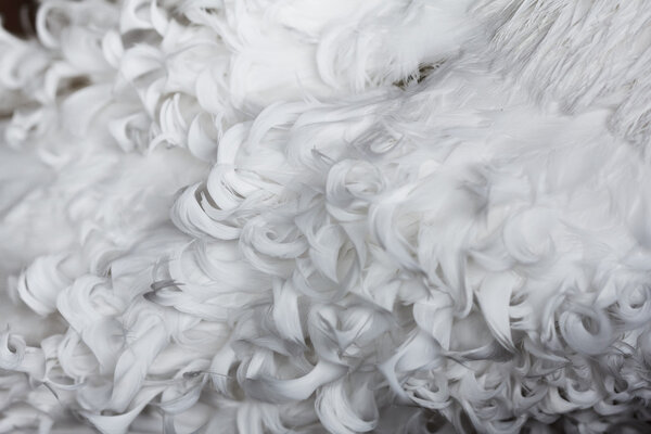 White curly feathers texture for background