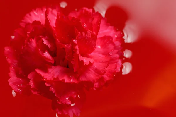 Garofano fresco con gocce sui petali e riflesso in acqua rossa — Foto Stock