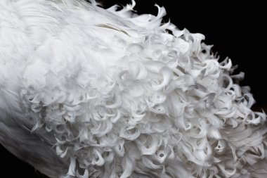 Beyaz kıvırcık tüyler doku arka planı için