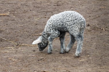 Küçük kuzu genç gri