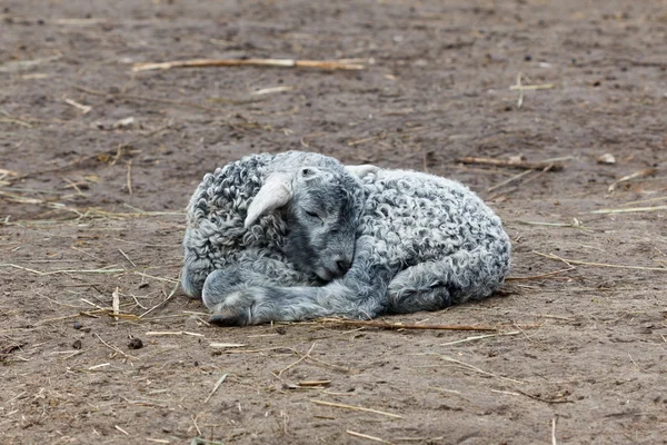 Маленький ягненок спит молодым — стоковое фото