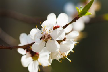 Ağaçlarda baharda çiçekler açar. Makro Bahçe vurdu