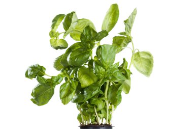 Lezzetli çeşitli taze fesleğen kokulu beyaz bir yakın çekim 