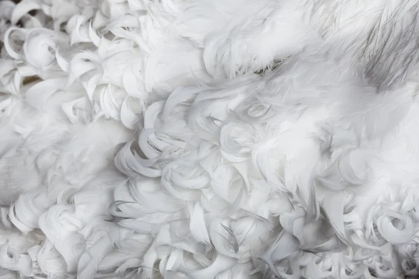 Textura de plumas rizadas blancas para fondo —  Fotos de Stock