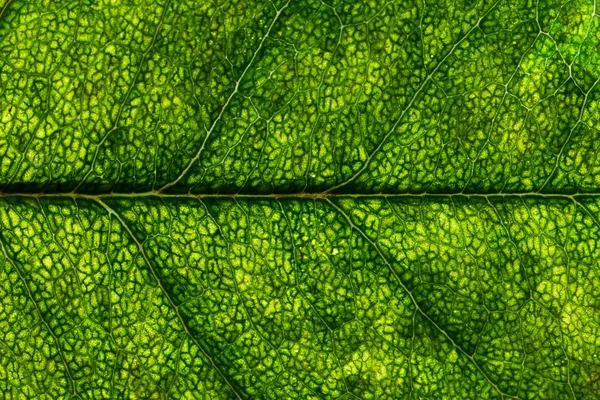 Органічний рослинний фон макрос . — стокове фото