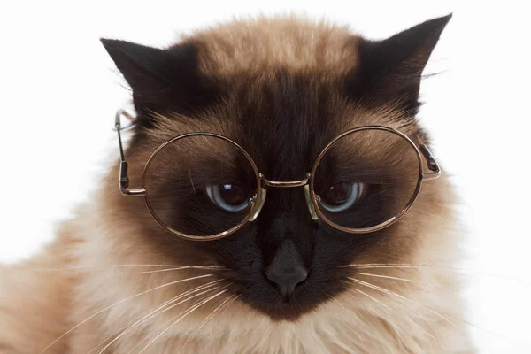 Porträtt av en söt fluffig balinesisk katt med glasögon närbild på vit — Stockfoto