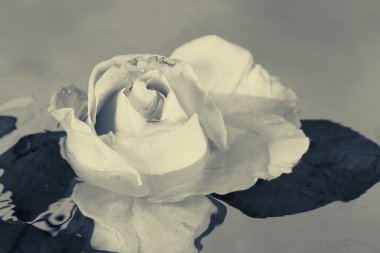 Siyah ve beyaz gül çiçek su ile