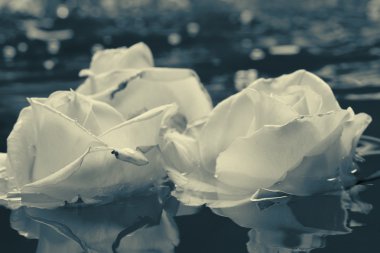 Siyah ve beyaz gül çiçek su ile