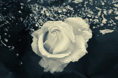 Siyah ve beyaz gül çiçek su ile