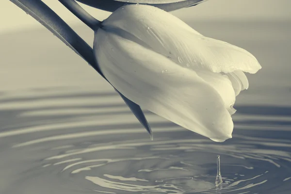 Schwarze und weiße Tulpe mit Wasser — Stockfoto